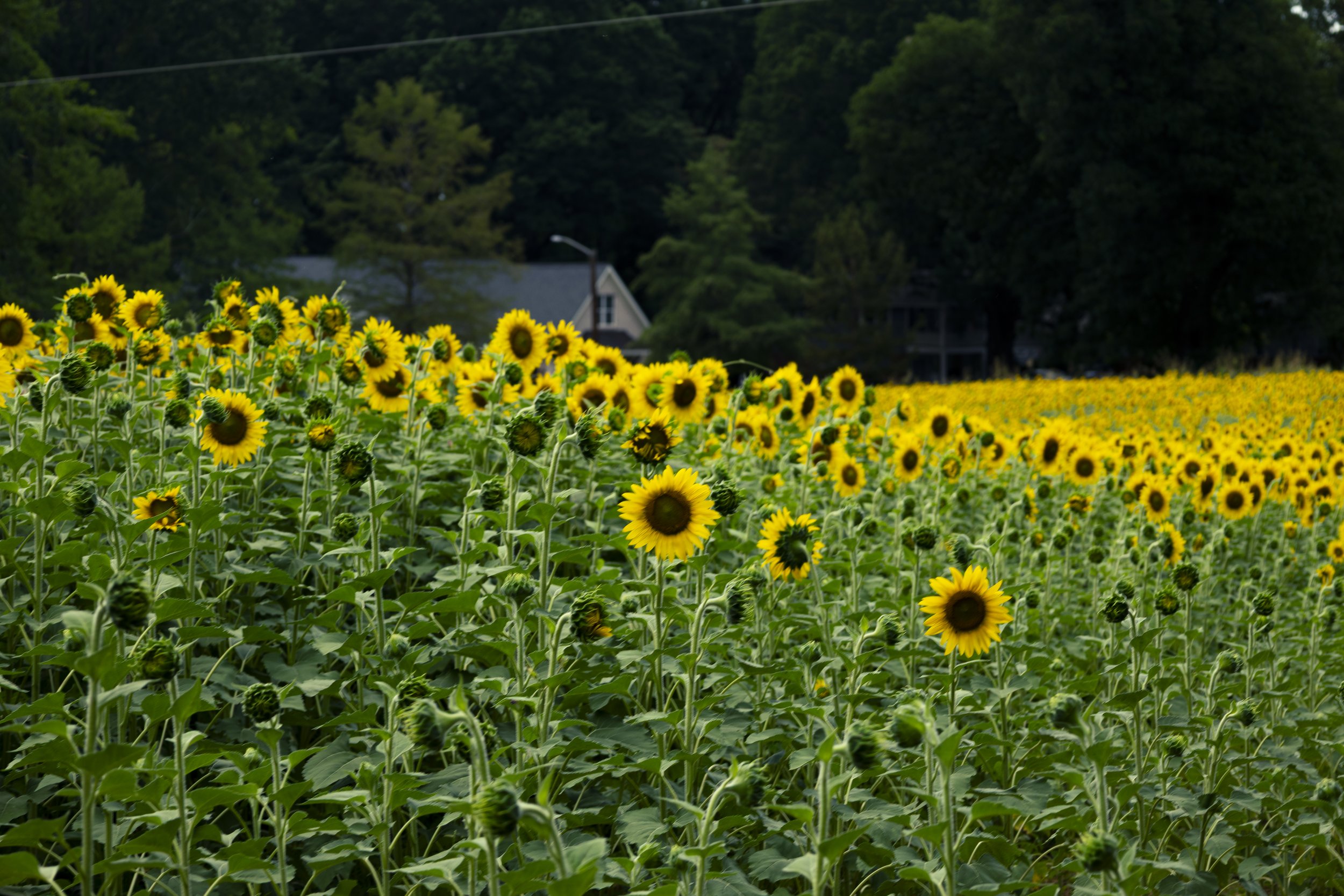 260712_sunflower field_00002.jpg