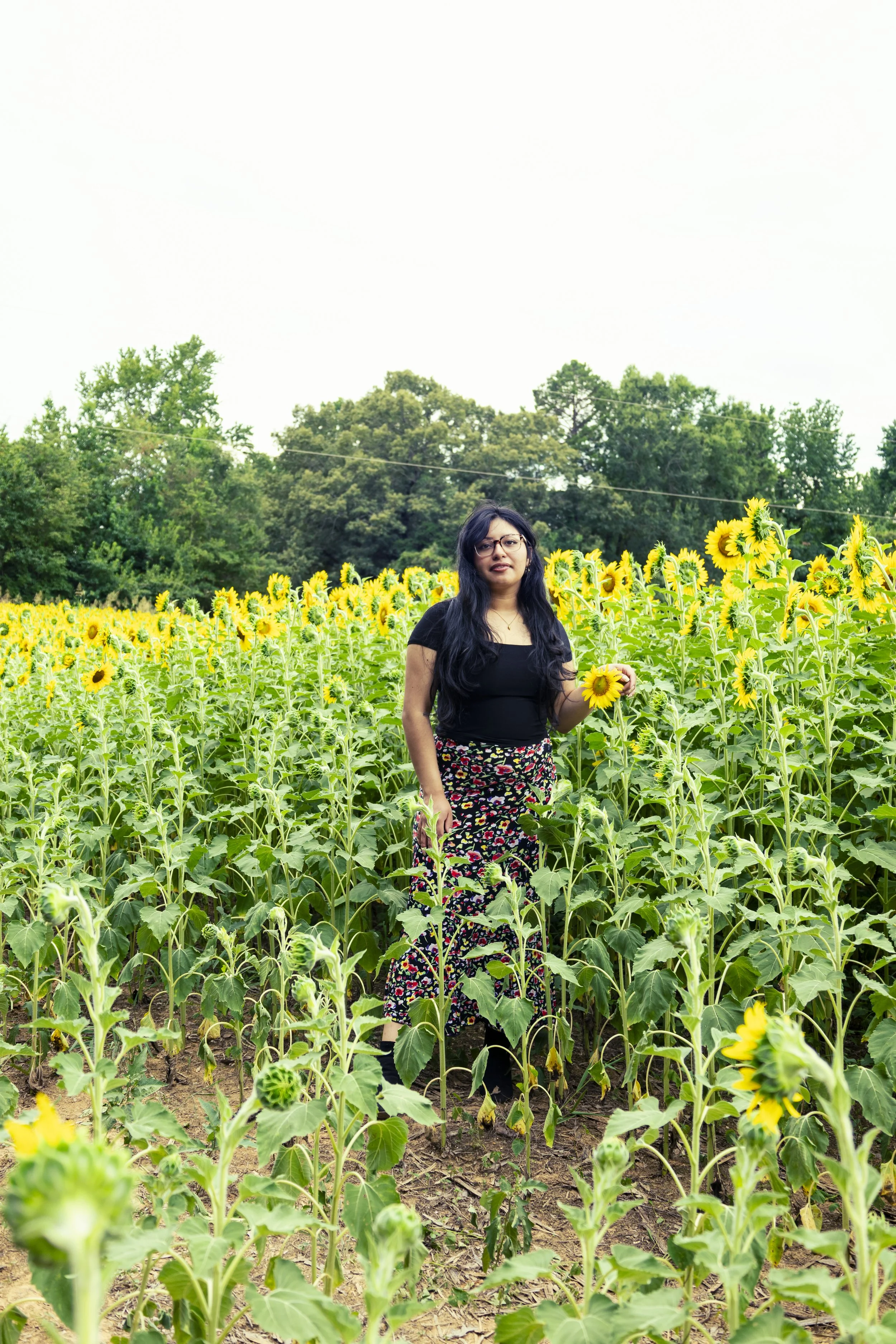 260712_sunflower field_00039.jpg
