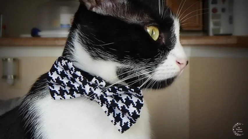 DIY Bow Tie for Pets 