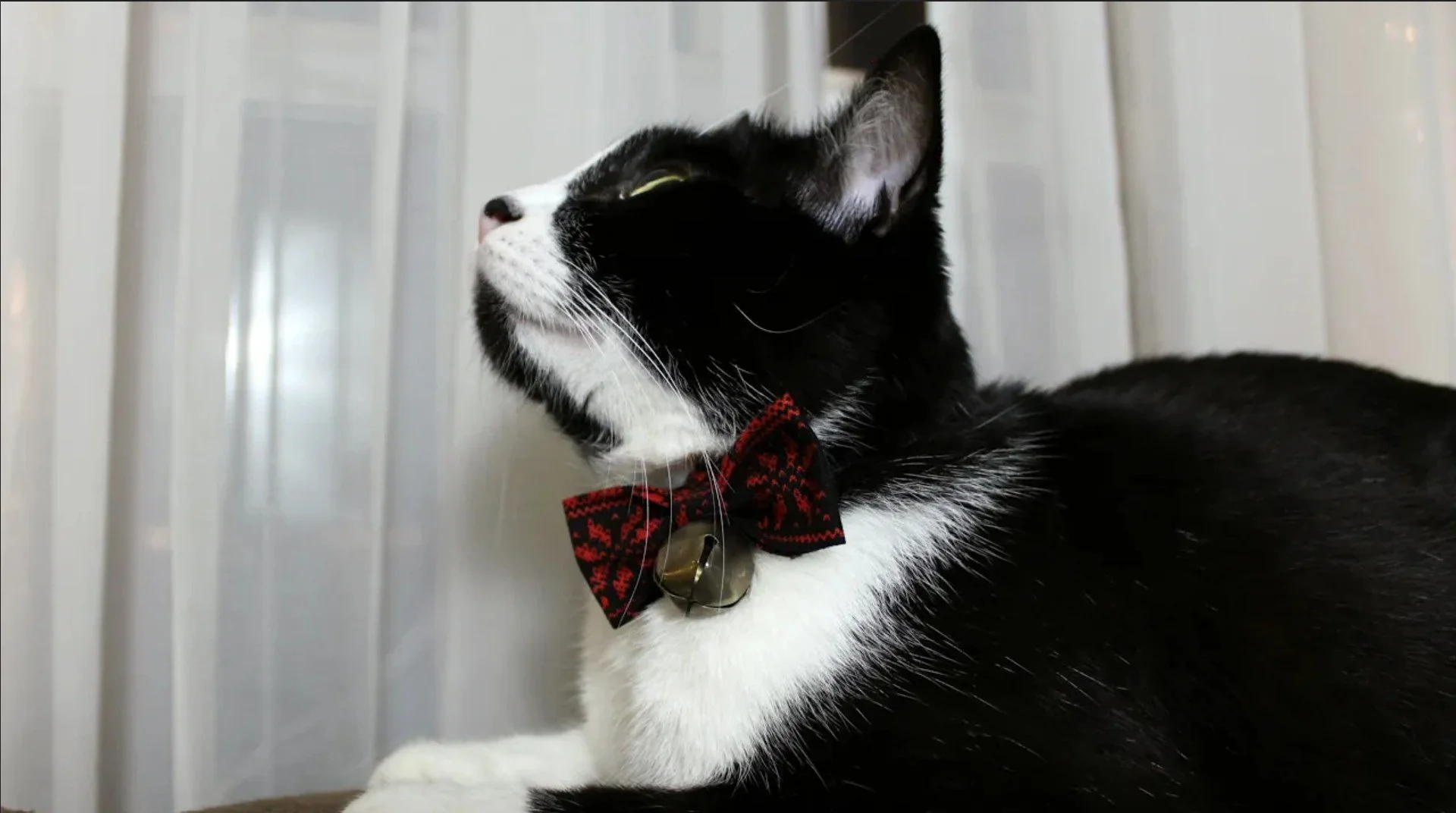 DIY Holiday Bow Tie for Pets Tutorial