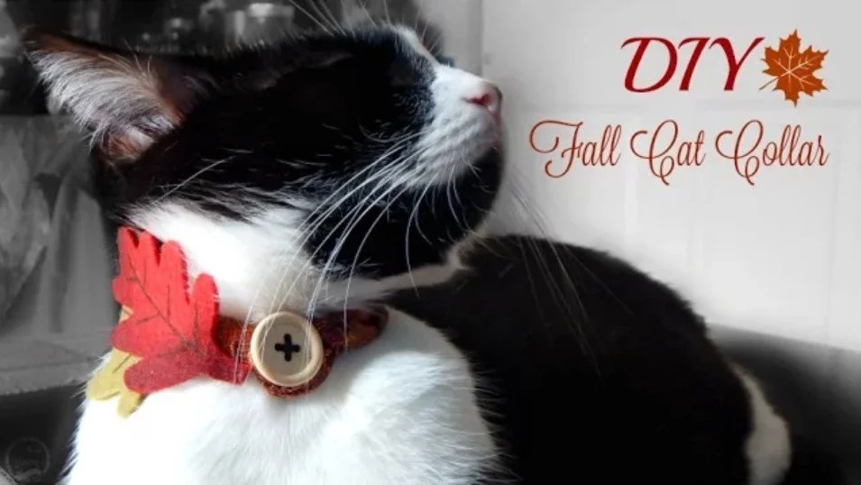 DIY | How to Make a Fall Cat Collar