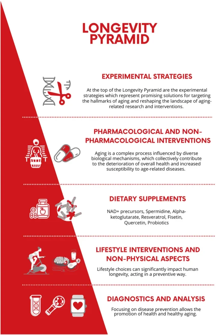 A pyramid diagram of longevity steps