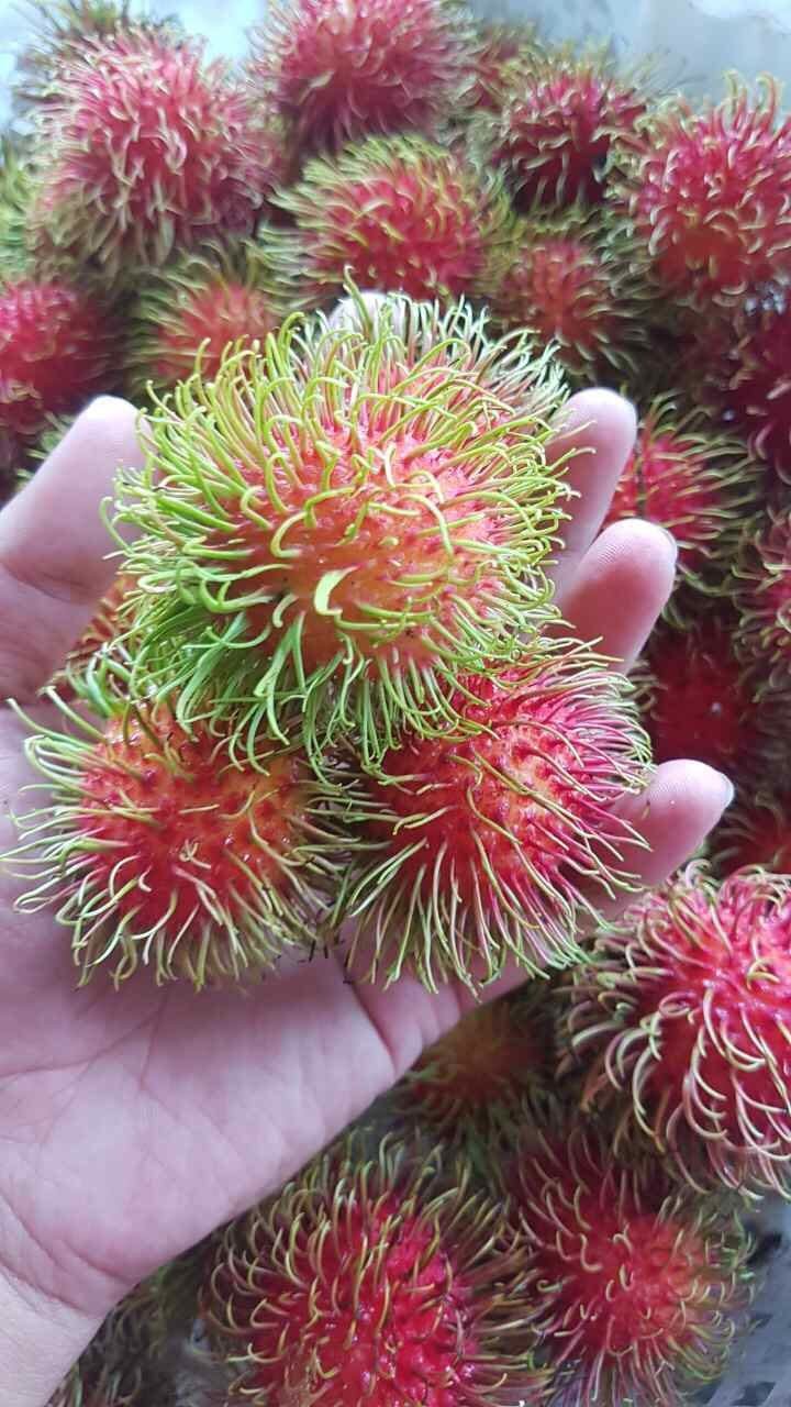 Hand holding fresh Rambutan!