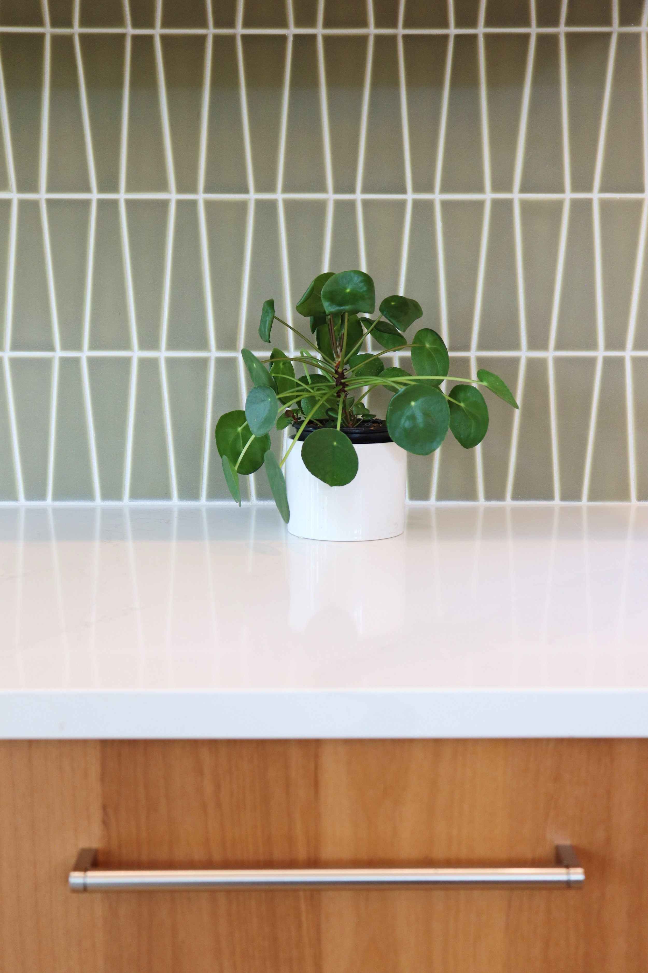 A potted plant with green rounded leaves sitting on a white countertop against a geometric tiled backsplash in Bend, Oregon.