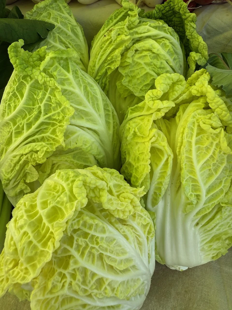 Image © Jennifer Saucier