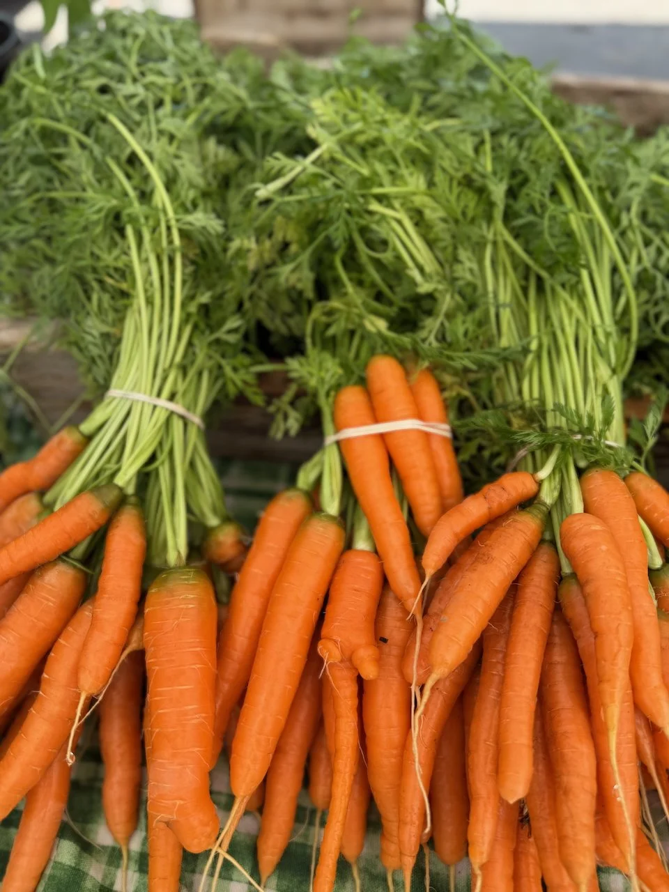 Image © Jennifer Saucier