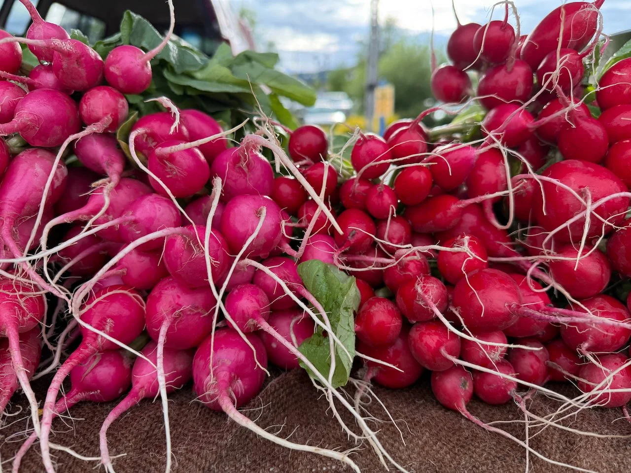 Image © Jennifer Saucier