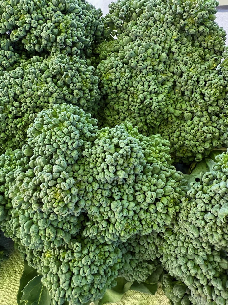 Image © Jennifer Saucier