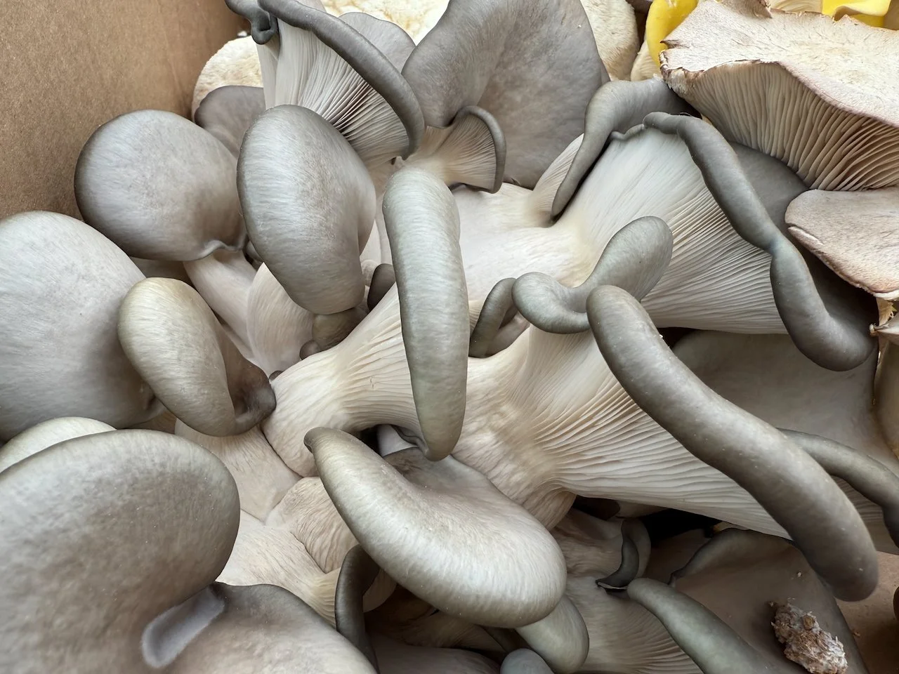 Image © Jennifer Saucier