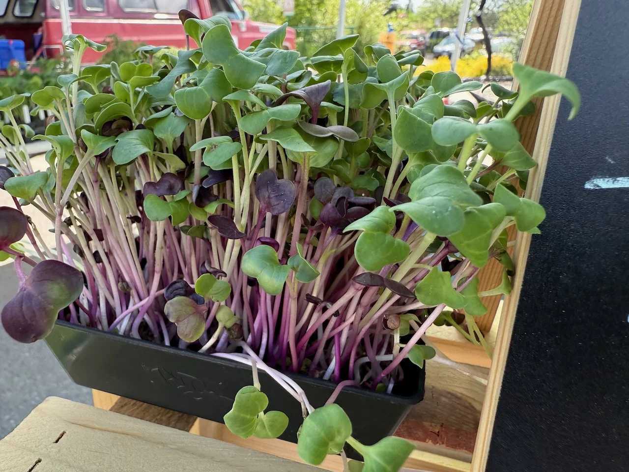 Image © Jennifer Saucier