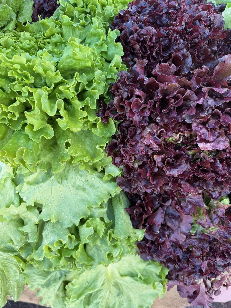 Image © Jennifer Saucier