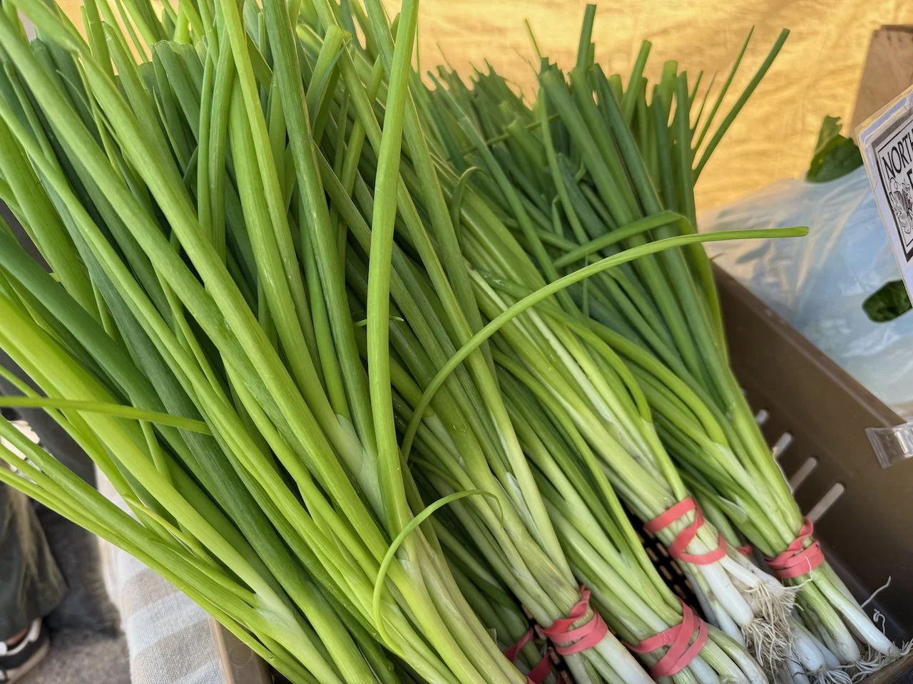 Image © Jennifer Saucier