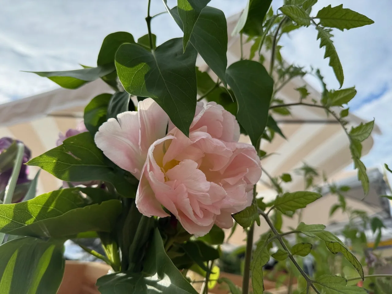 Image © Jennifer Saucier