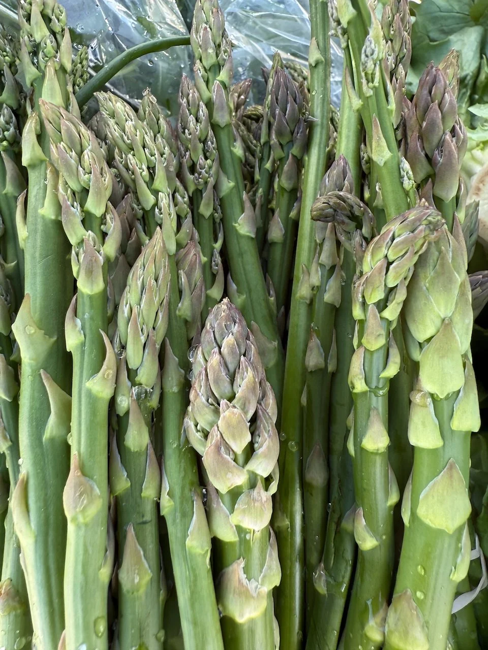 Image © Jennifer Saucier