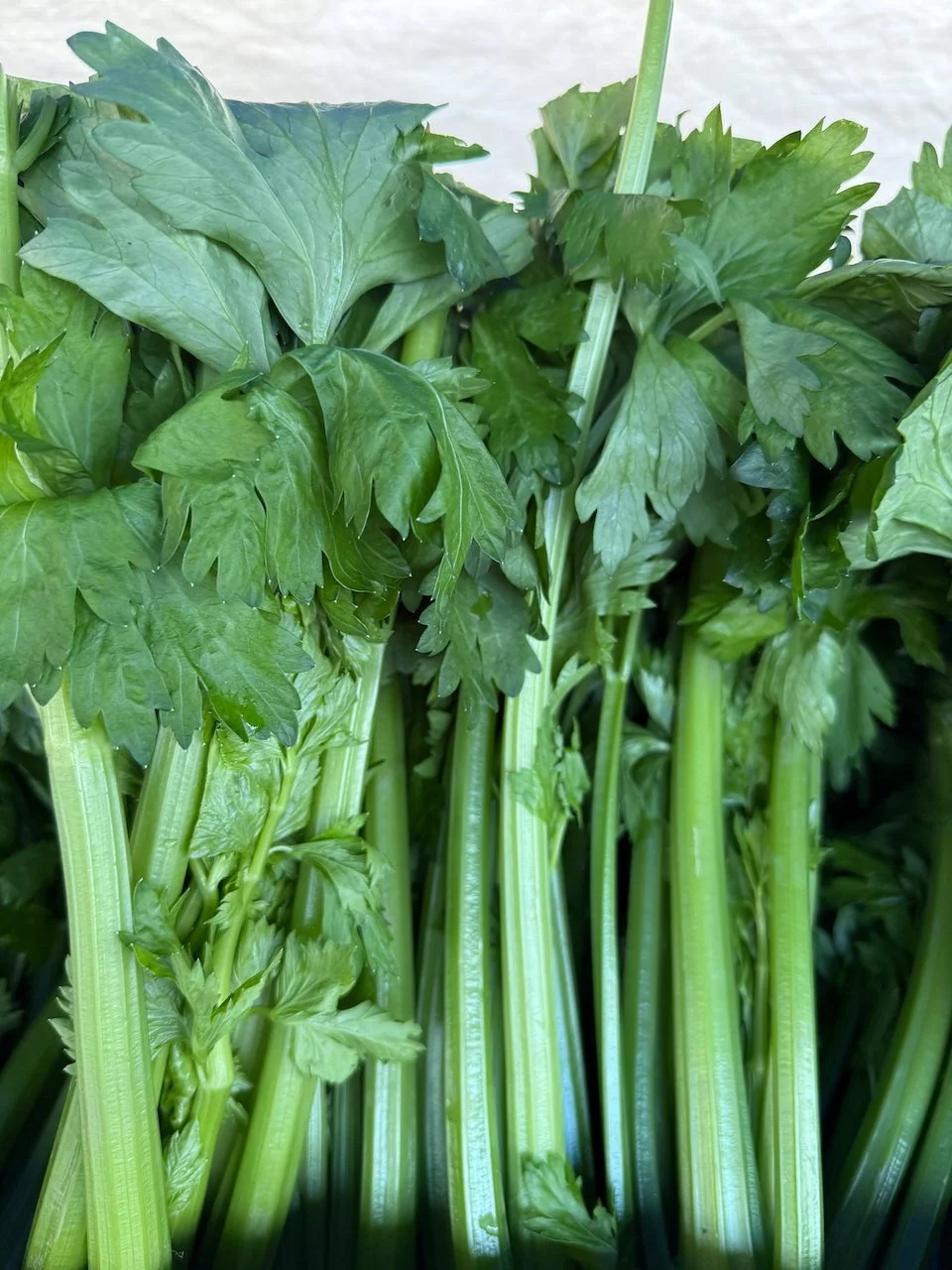 Image © Jennifer Saucier