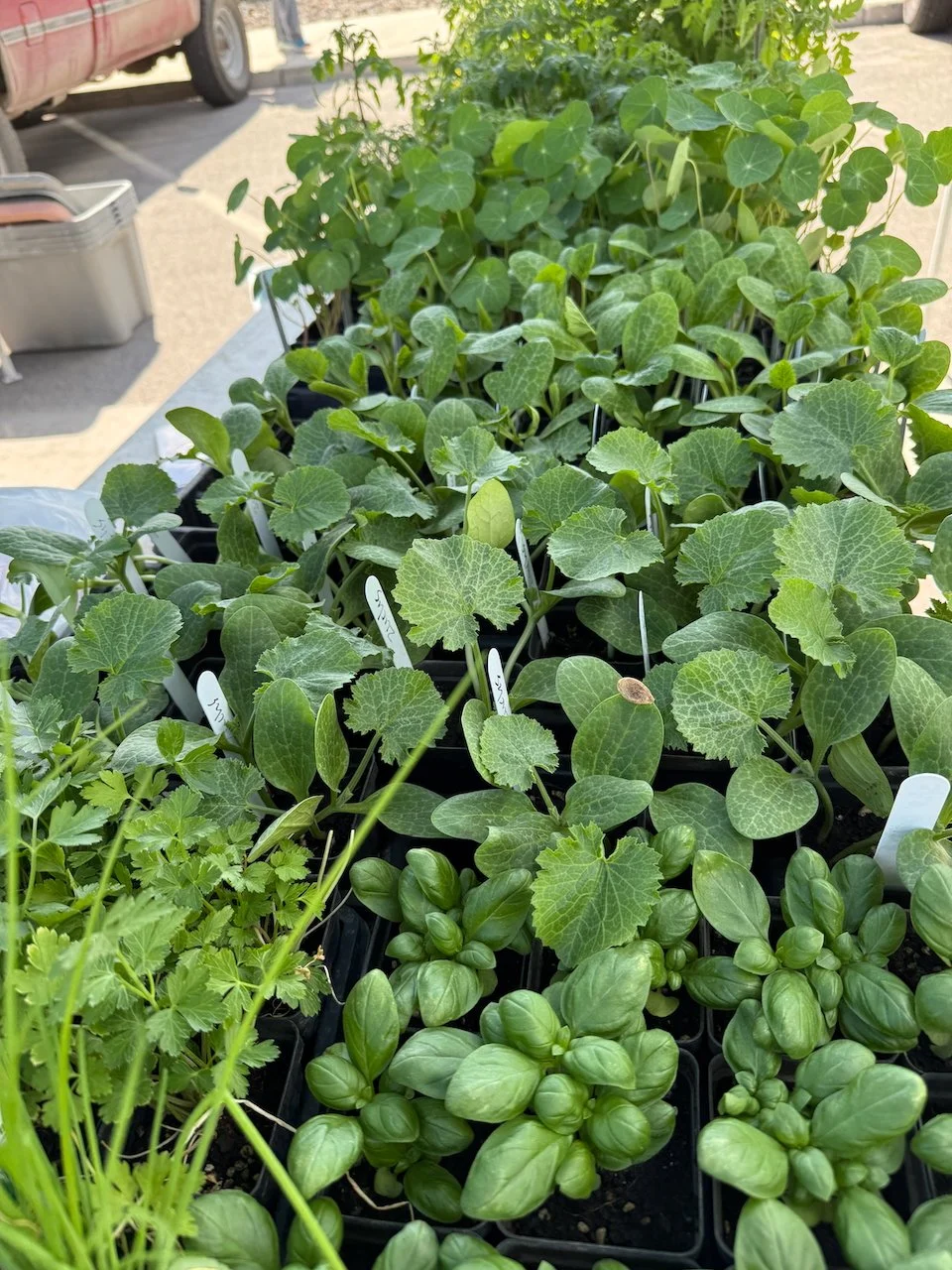 Image © Jennifer Saucier