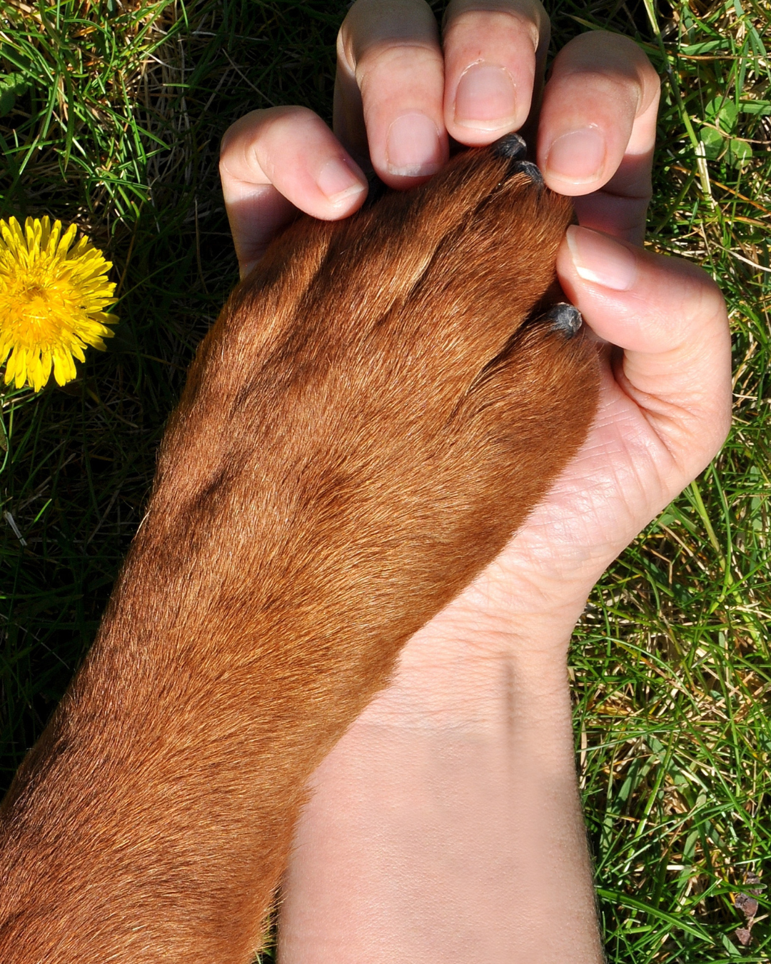 día internacional de los derechos de los animales