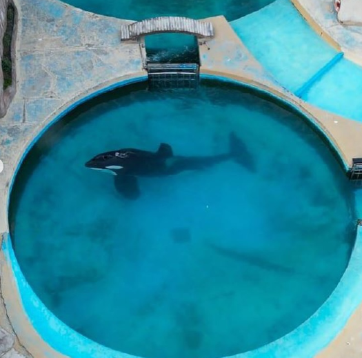 La muerte de la orca Kshamenk y el cautiverio de animales.