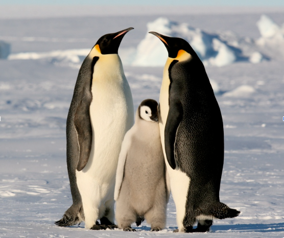 Día de la Concientización por los Pingüinos