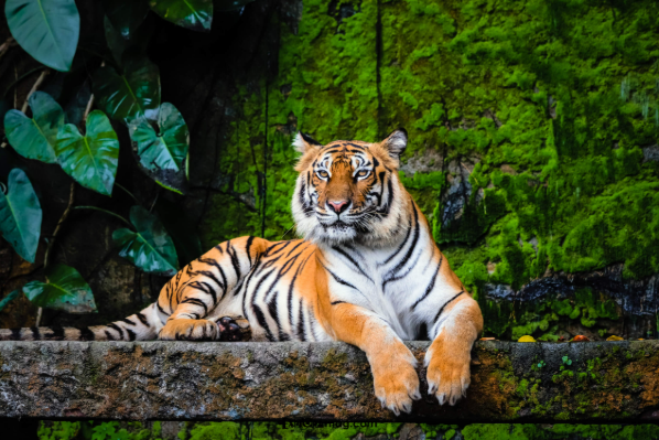 Día Internacional del Tigre: cuando una especie desaparece, desaparece para siempre