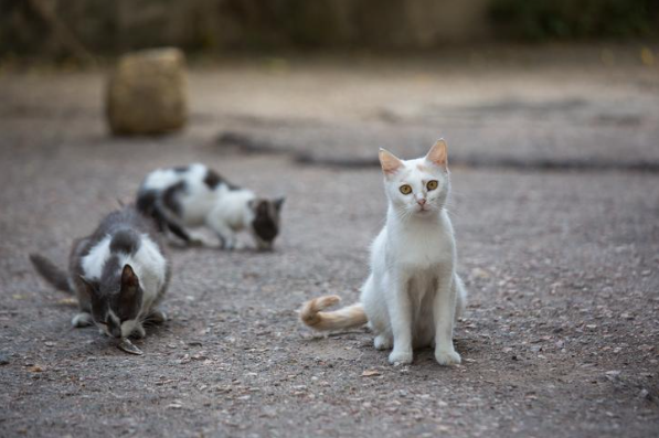 Día Internacional del Gato: la sobrepoblación no es un problema de los gatos, es un problema humano