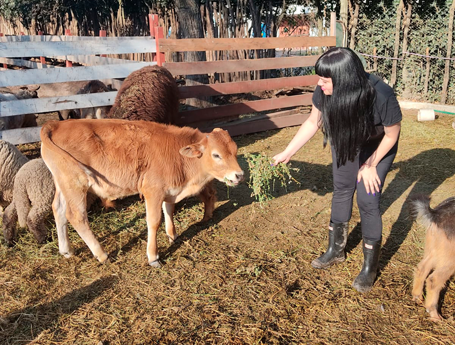 Person with black hair feeding a cow