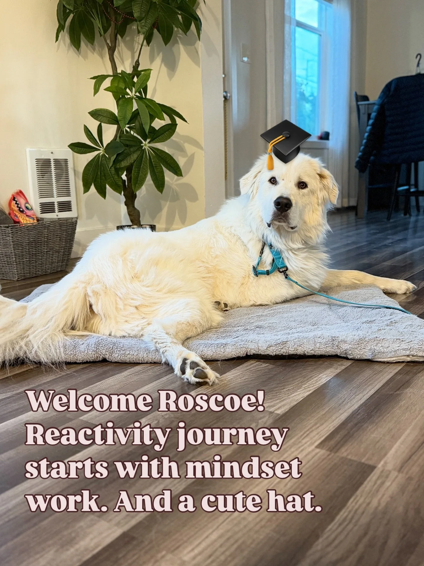 Roscoe the Great Pyrenees starting his journey to not only being the cutest, fluffiest, handsome boy, but also one that can go on all the adventures without being reactive to other dogs. 🌼