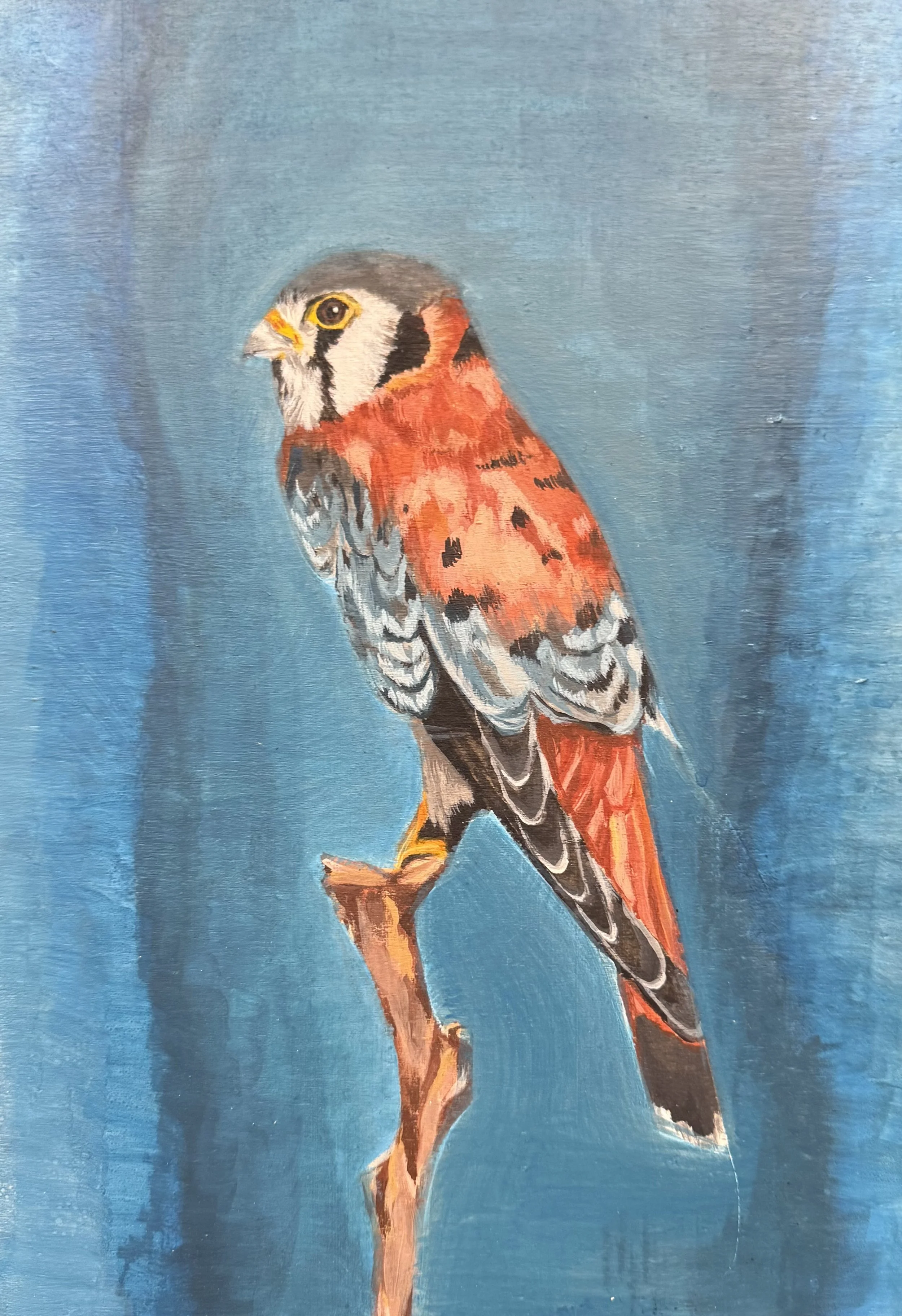 Falcon, 2022, oil on panel by Brynn Gerl. Bird painting from ongoing avian series.