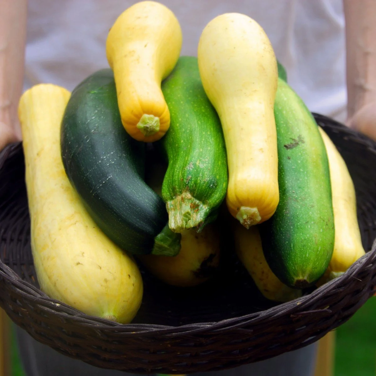 Zucchini & Yellow Squash