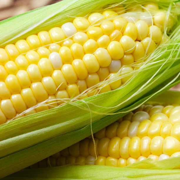 Sweet Corn