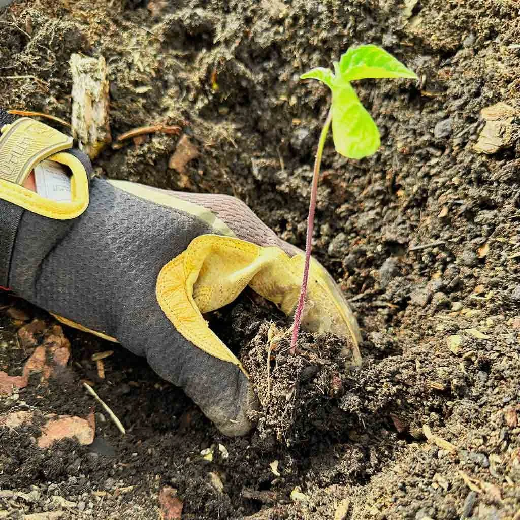 Planting a seedling in soil