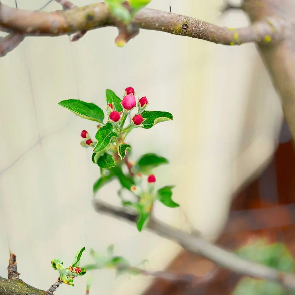 My budding apple tree in early spring