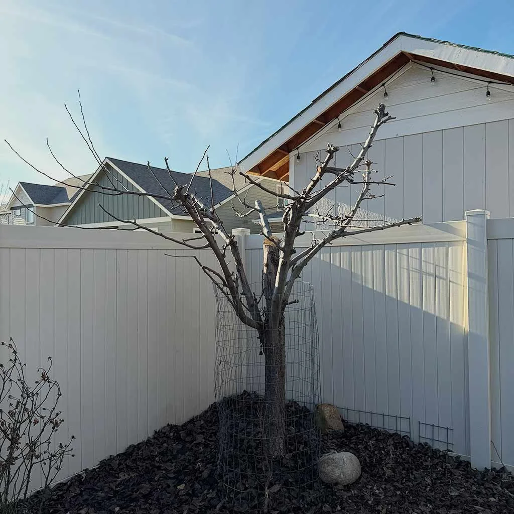 My pear tree after pruning