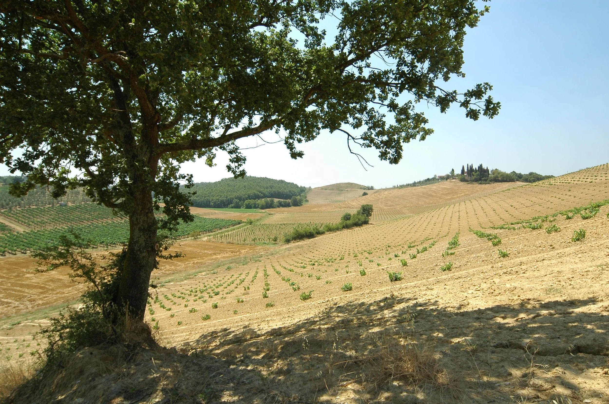 Paesaggio agricolo con vigneti su dolci colline, al centro un albero con foglie verdi e rami che si estendono, sotto l'ombra dell'albero un terreno arido.