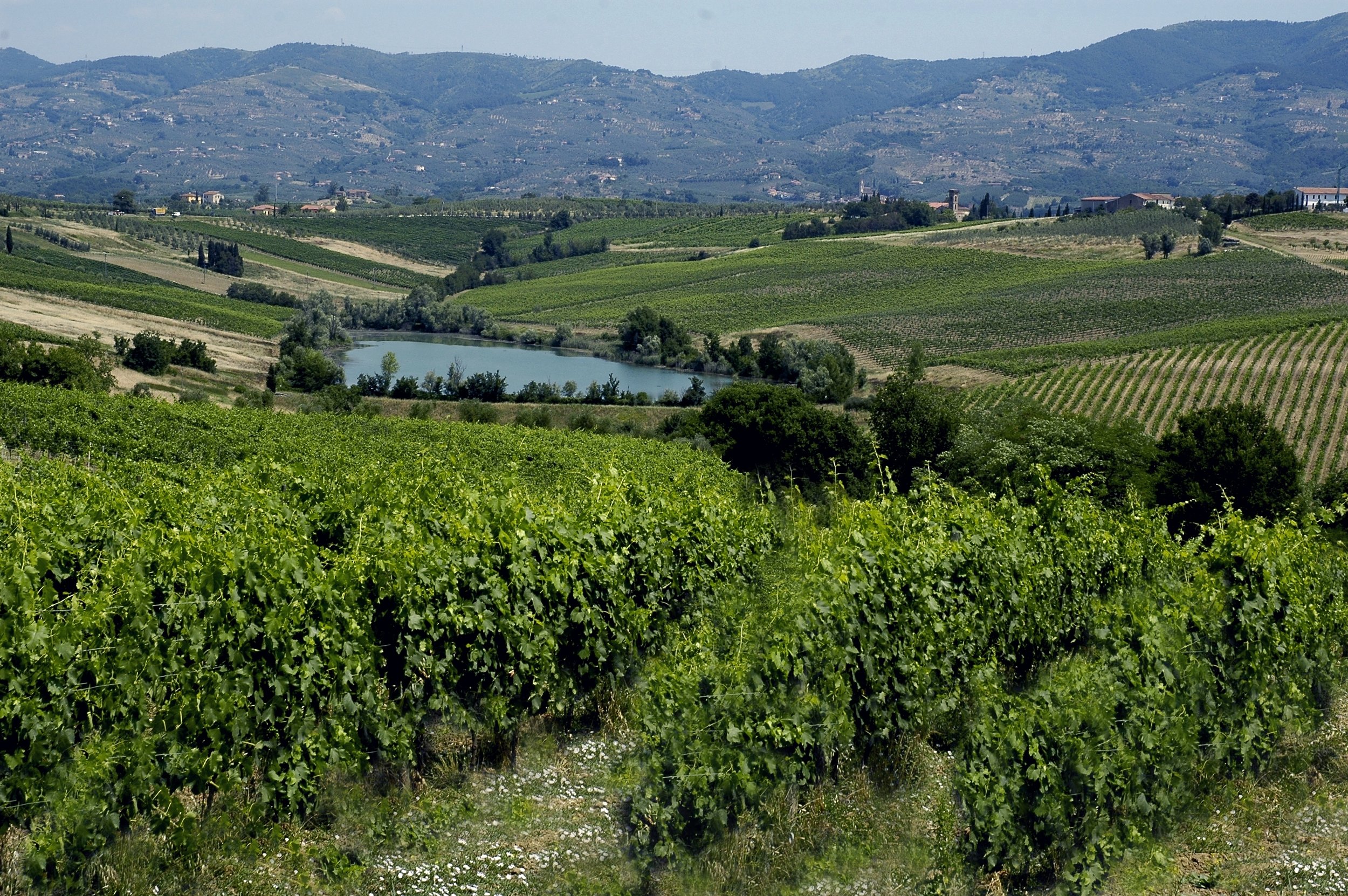 Paesaggio di vigneti e un lago in una regione collinare, con colline e monti sullo sfondo