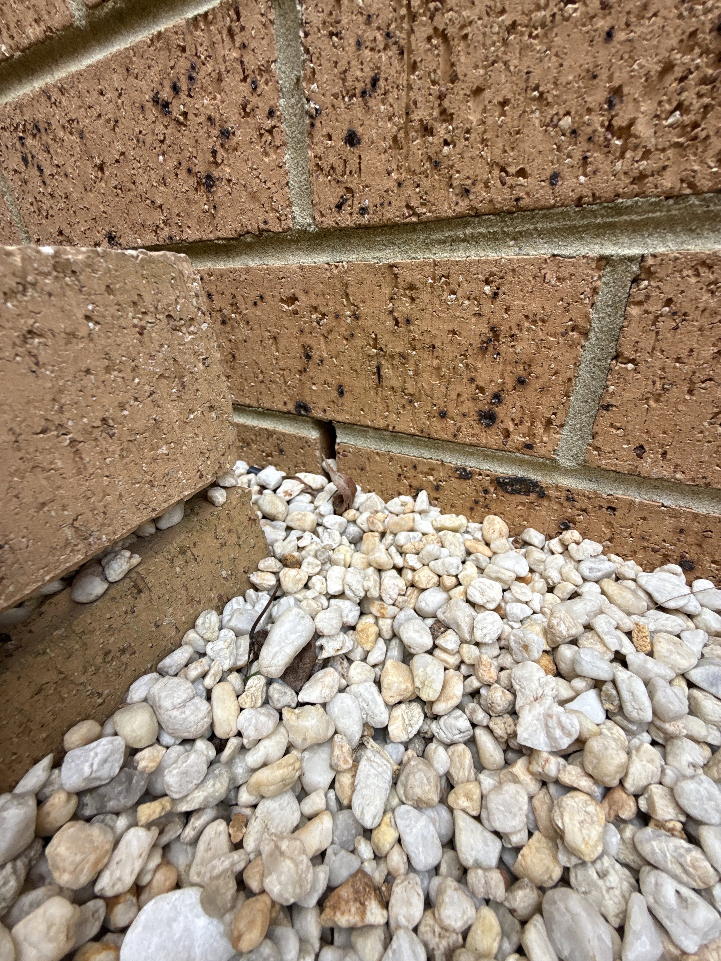 Weep Holes, Ant Caps and the 75mm Rule: The Small Gaps That Let Termites In
