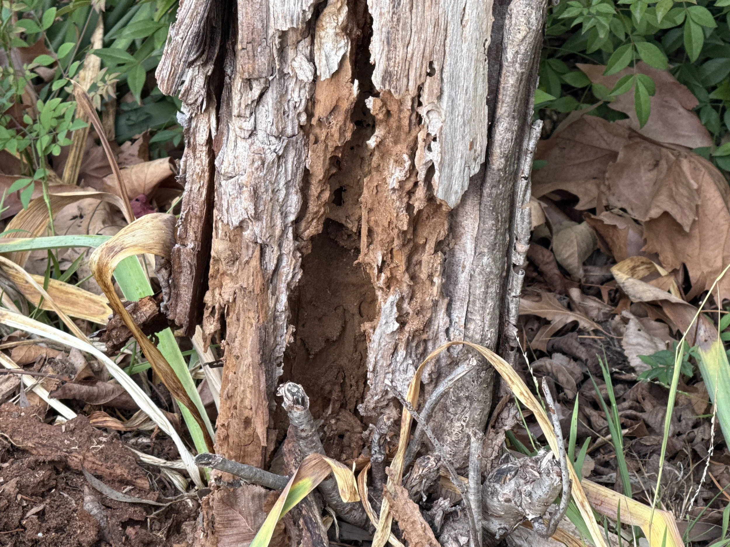 The Termite Paradox: Why Live Termites Are Rare But The Conditions For Them Aren't