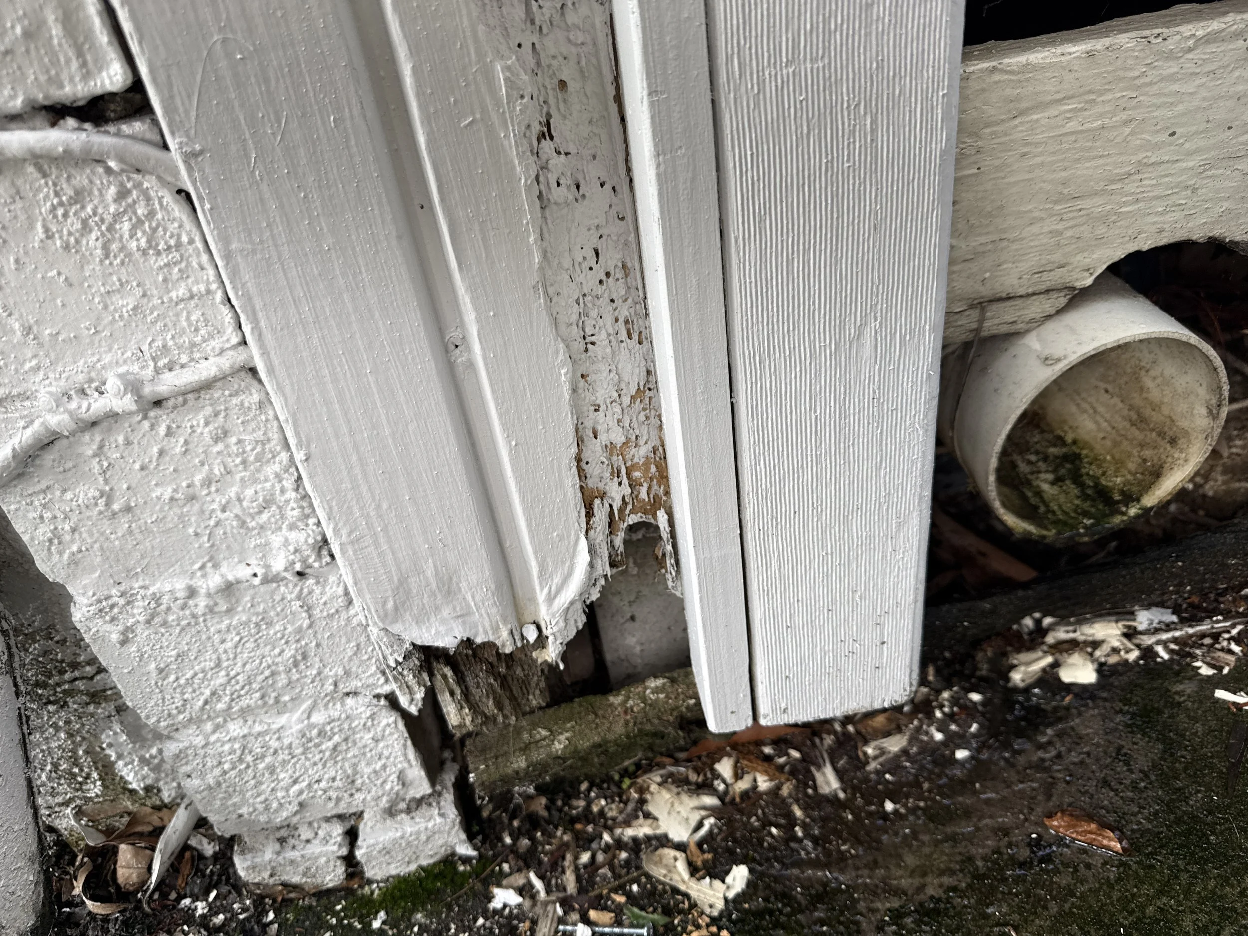 Termite Damage and an Unstable Wall Found in a Hawthorn Pre-Purchase Inspection