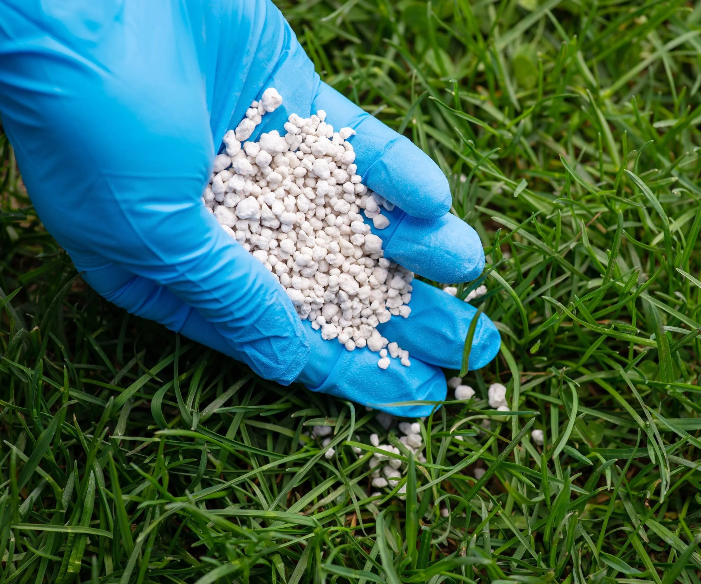 A gloved hand holding white granulated fertilizer over green grass.
