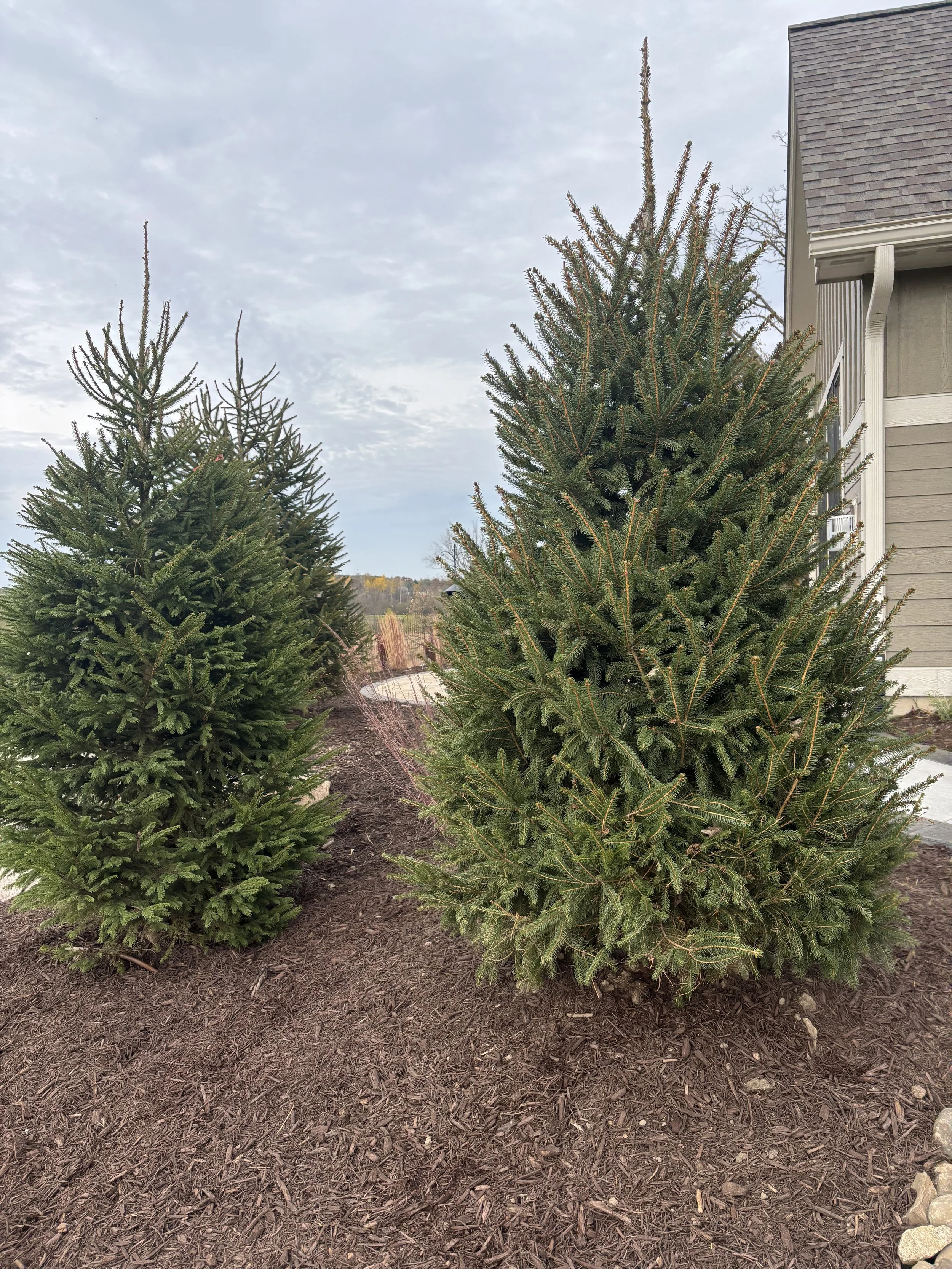 Tree Planting Service