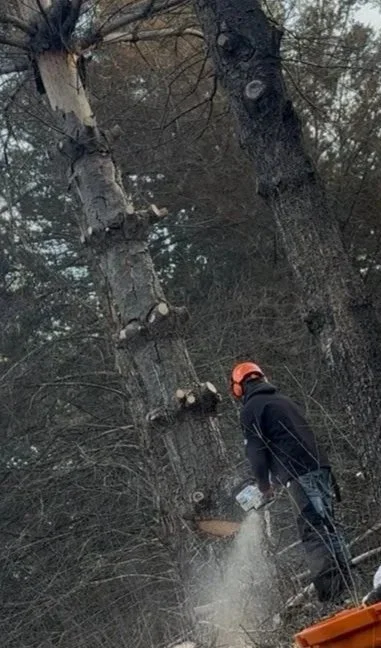 Tree service Near Me