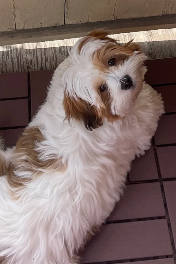 Cute fluffy puppy with white and brown fur lying on a brown tiled floor.