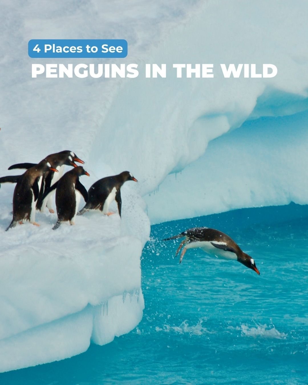 Happy #WorldPenguinDay 🐧🌍 ! Here are 4 places to see these adorable animals in the wild ❄️🐾. Plan a trip with me if you'd like to visit any of these destinations. #TravelBetter #PenguinDay #WildlifeTravel #PenguinParadise
