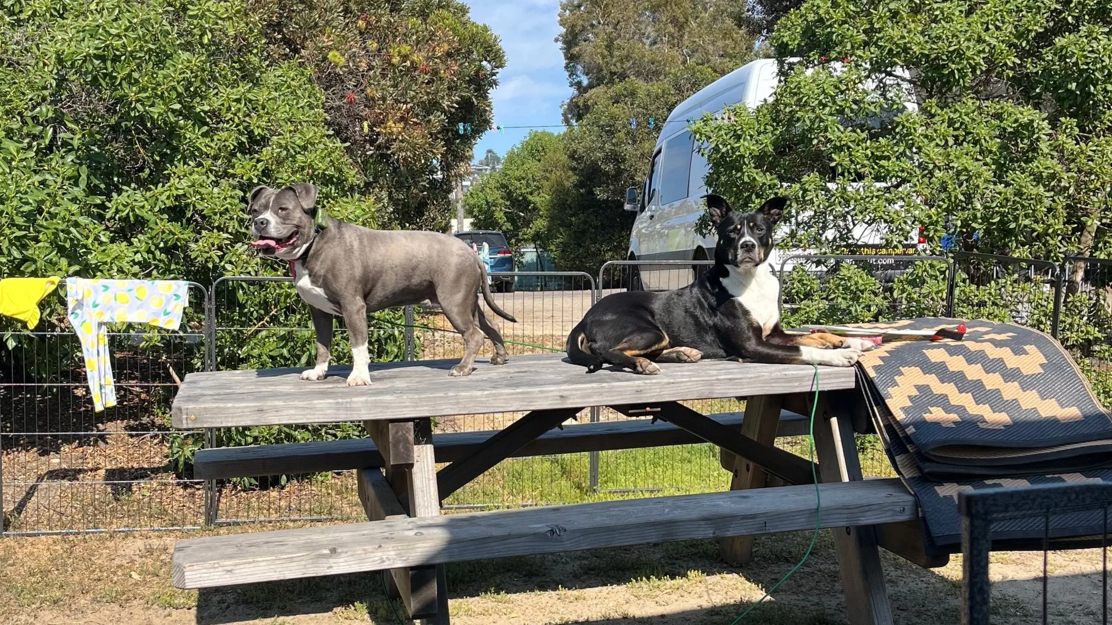 Bryna's two dogs sitting on a picnic table