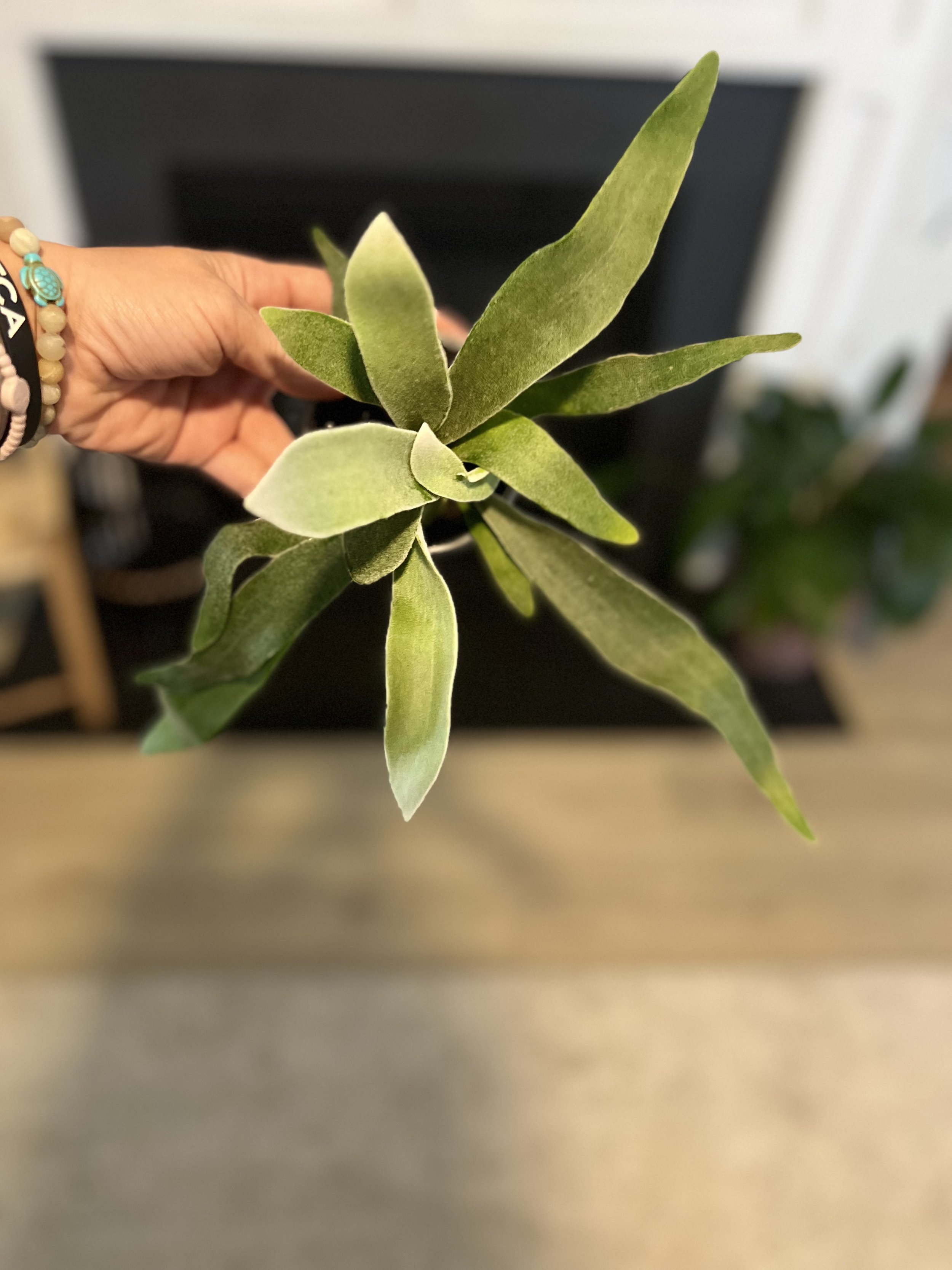 Silver Staghorn Fern - 3"
