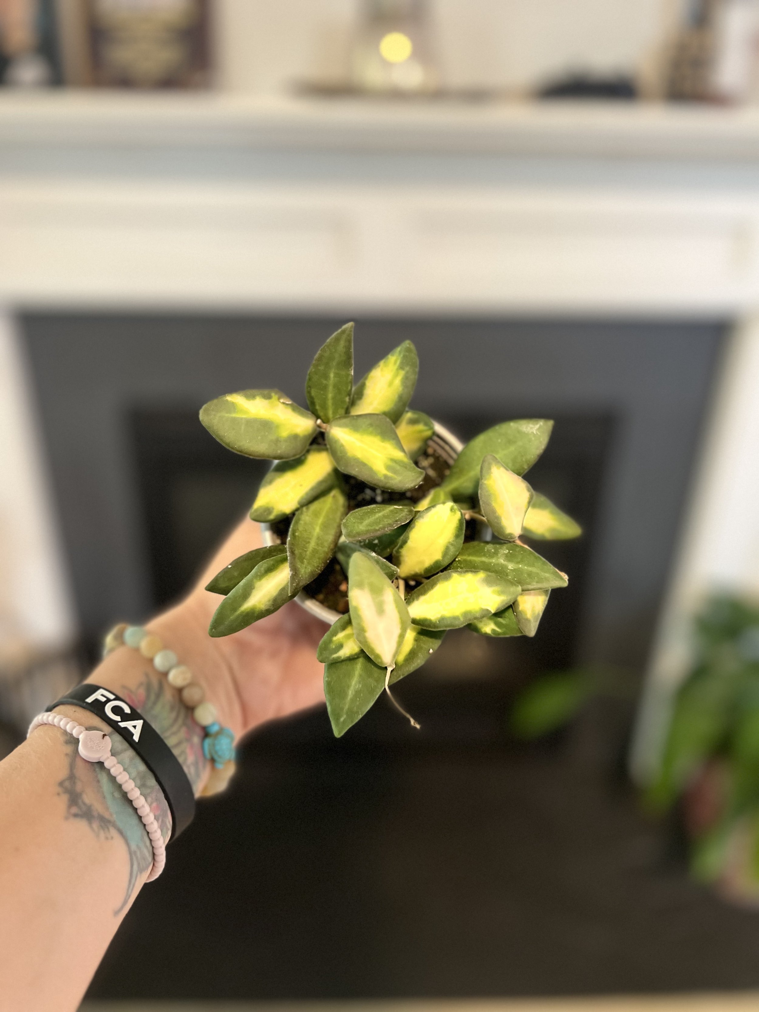 Hoya Burtoniae Variegated - 2.5"