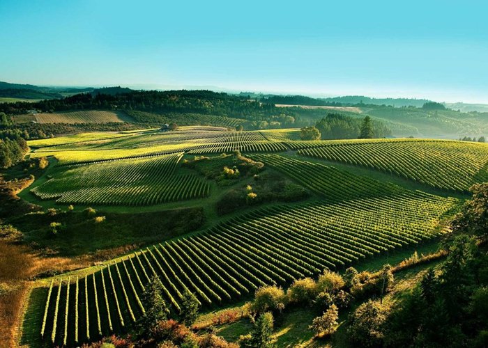 ph_vineyard_2-5.jpg