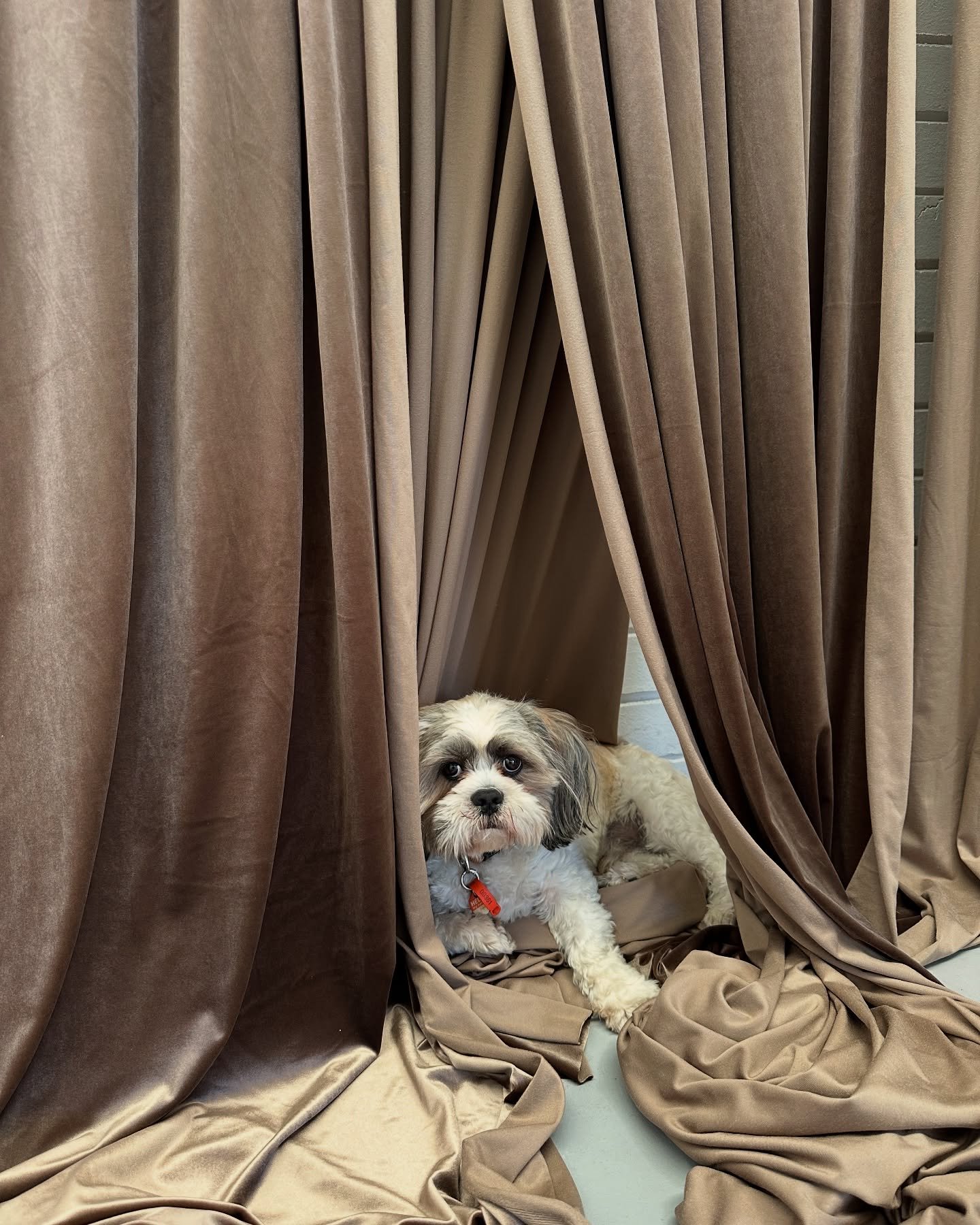 An essential part of the visual merchandising process is experimenting with new trends, materials and techniques. 

This week, we refined new techniques with this beautiful luxury velvet in our newest colour way- Mocha Mousse. Pantone&rsquo;s 2025 Co