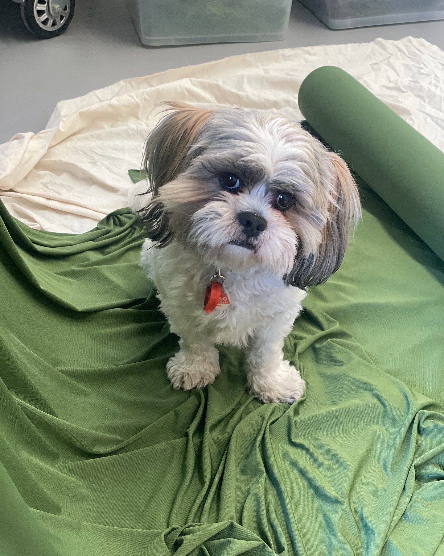 Happy Birthday Edgar! 🐶 🎂🥳 He is 2 years old!

Edgar spends most days watching the world go past in the workshop, enjoys supervising the team and is as obsessed with drapery and fabrics as we are! 🤍

#designmerchants #warehousedog #designmerchant