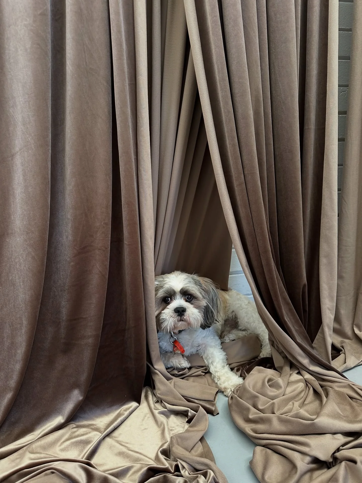 Happy International Dog Day from our dog family to yours! 🐶🐶🐶

Meet the DM Dogs!

1) Edgar
Officially Juliet&rsquo;s partners dog but definitely considers Juliet his mum, especially since Mollys passing 🥲🐶
Breed: Maltese Shitzu 
Age: 2 years
Lov